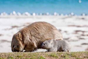 Maria Island Walk